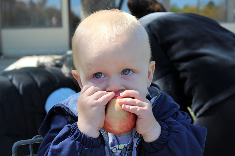 Baby sucking on apple