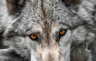 A close-up image of a wolf's face
