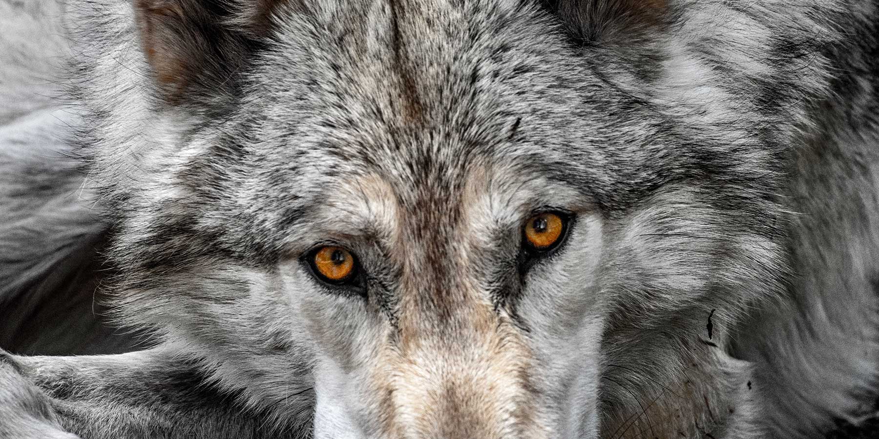 A close-up image of a wolf's face