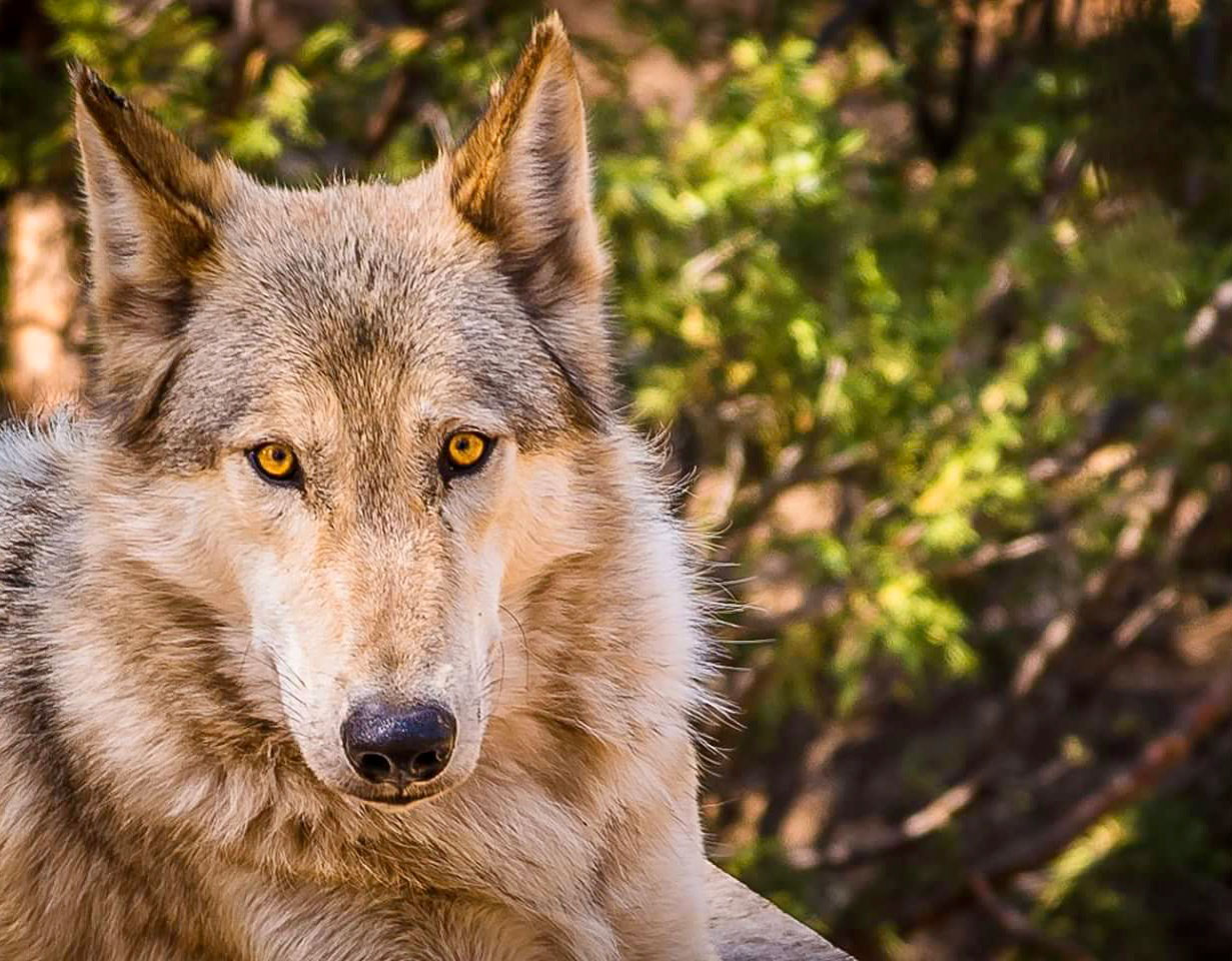 An image of a wolf