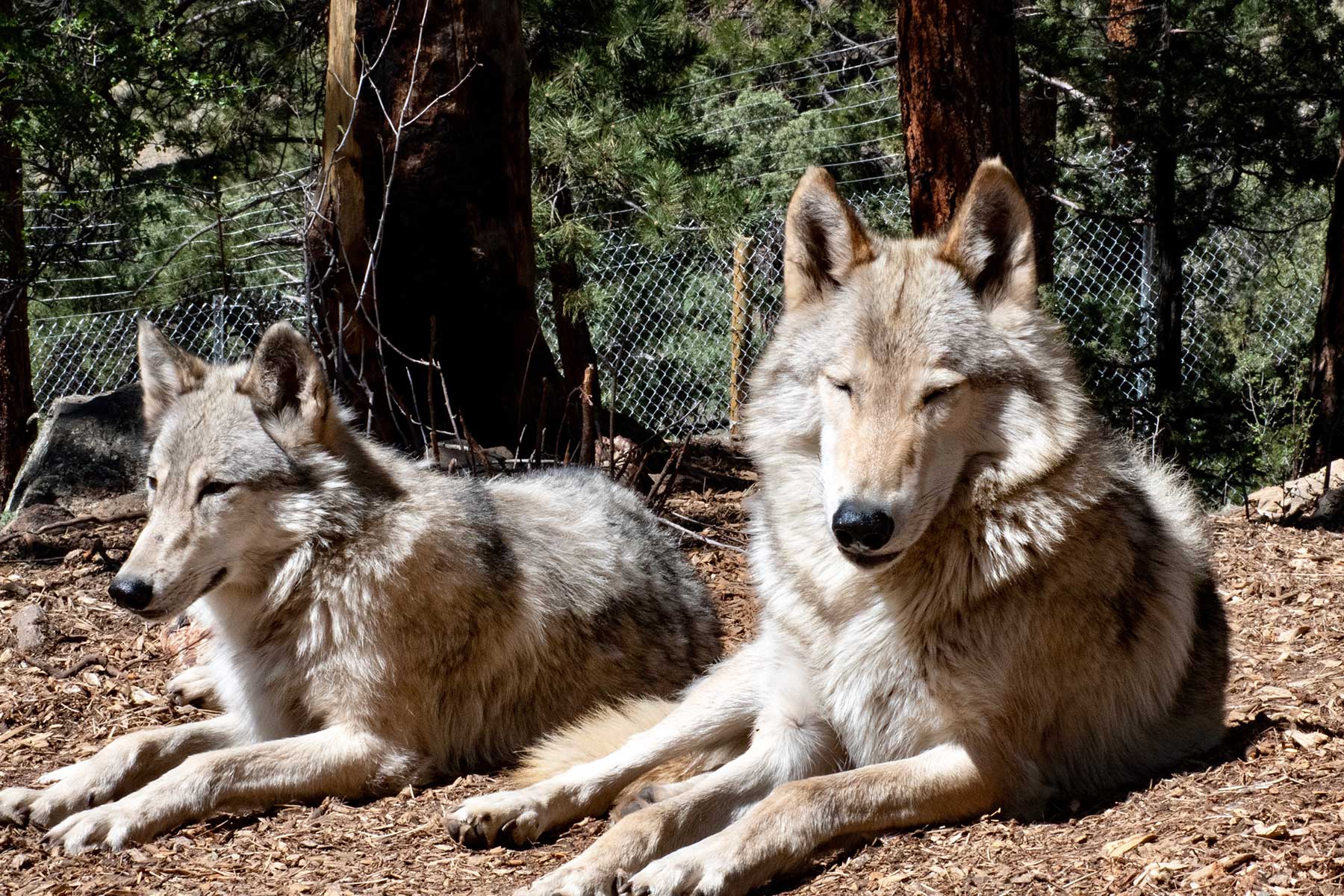 An image of two wolves
