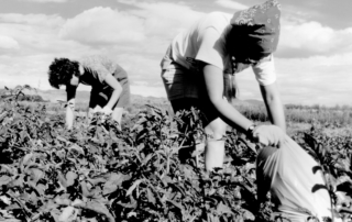 Two volunteers glean produce in a field