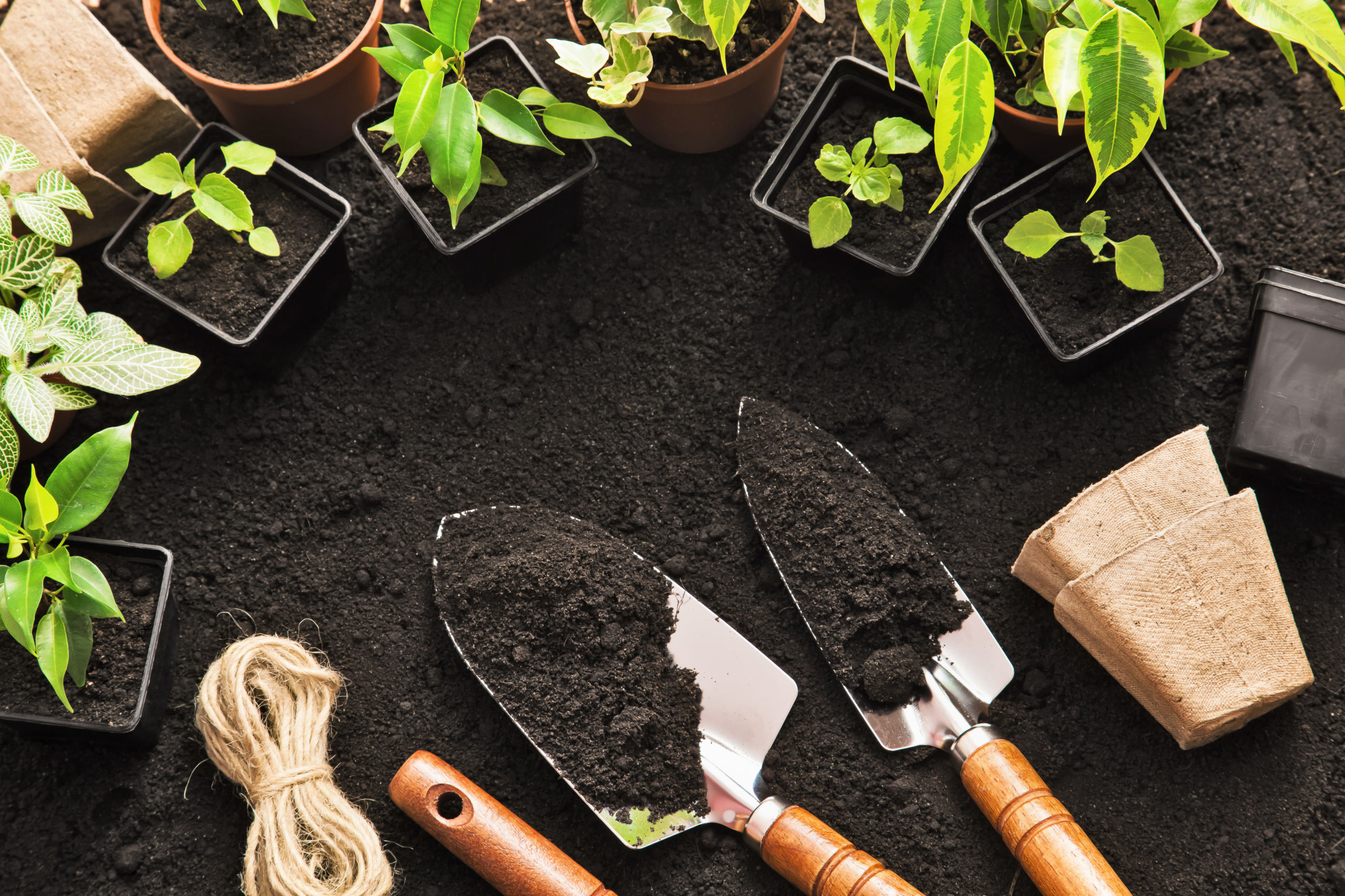 Plant starters and shovel sit on a patch of dirt